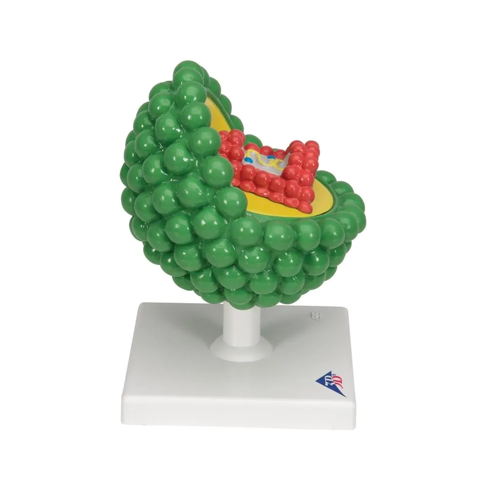 AIDS-Virus Model