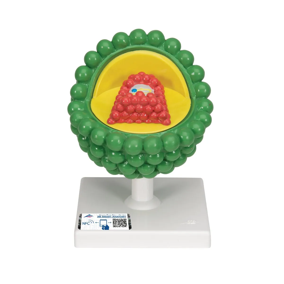 AIDS-Virus Model