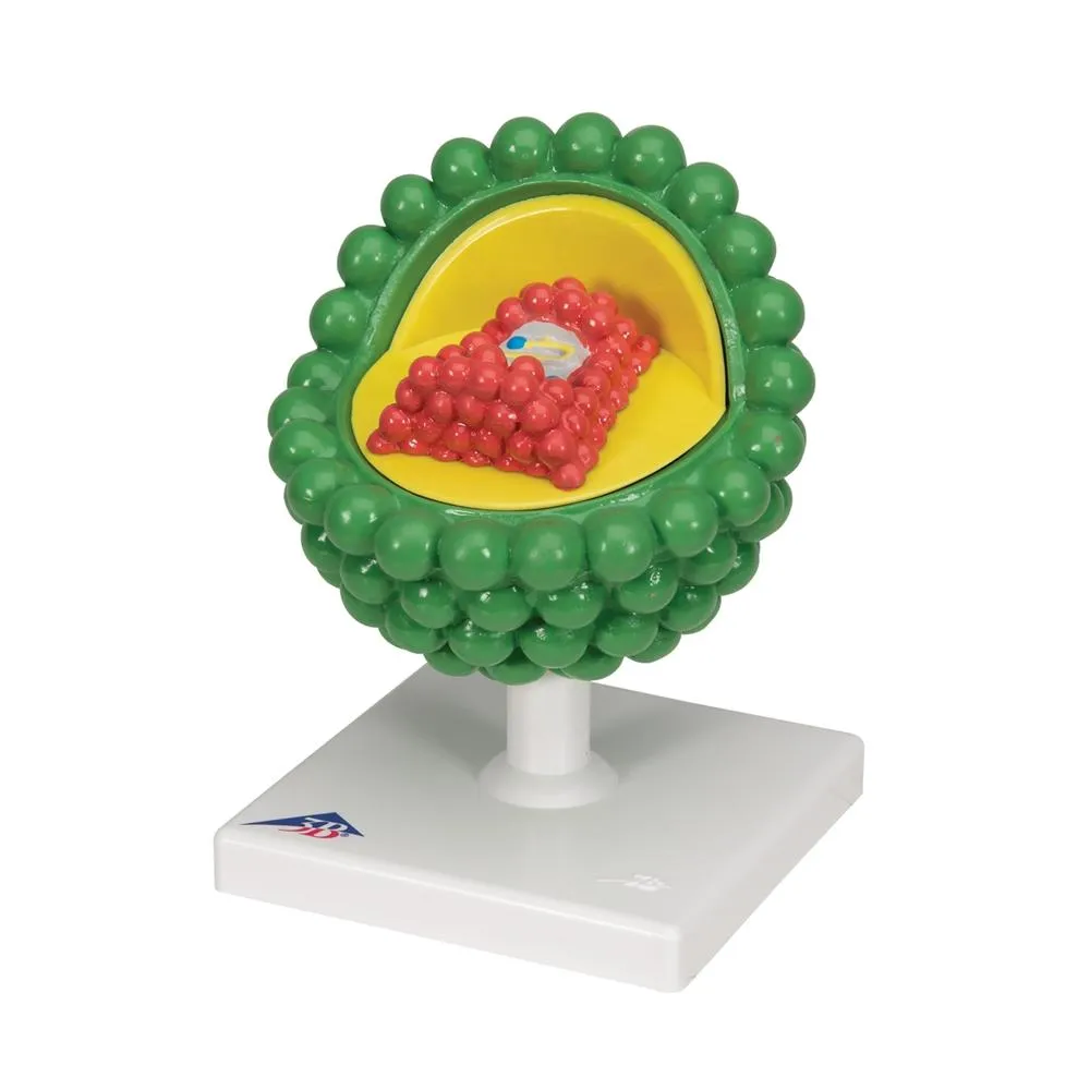 AIDS-Virus Model