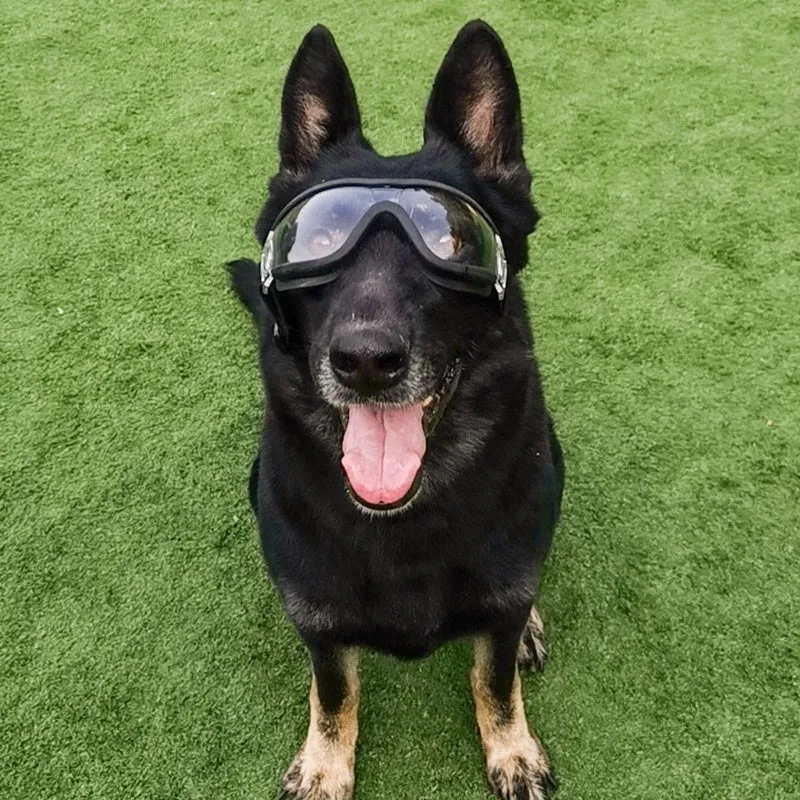 Large Dog Ink Sunglasses