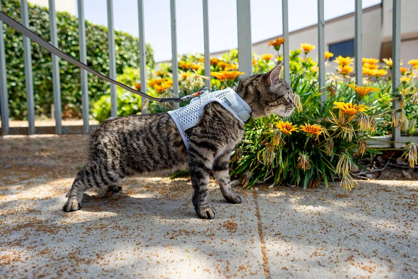 Martingale Calming Harness for Cats from Sleepypod