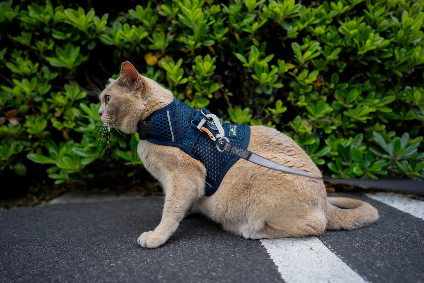 Martingale Calming Harness for Cats from Sleepypod